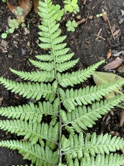 Athyrium niponicum