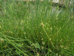 Juncus decipiens