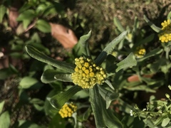 Pseudognaphalium affine
