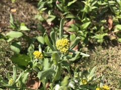 Pseudognaphalium affine