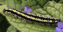 Callimorpha dominula