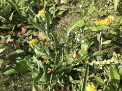 Pseudognaphalium affine