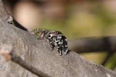 Jotus karllagerfeldi