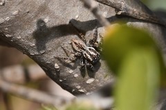 Jotus karllagerfeldi