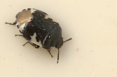 Tritomegas bicolor
