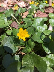 Ficaria verna