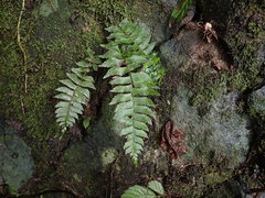Hymenasplenium pseudobscurum