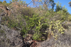 Erythrophysa alata