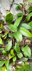 Ficus pumila awkeotsang