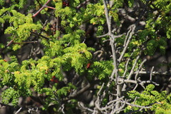 Erythrophysa alata