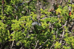 Erythrophysa alata