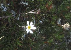 Celmisia laricifolia