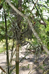 Tillandsia tricholepis