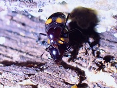 Scaphidiinae