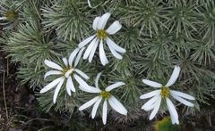 Celmisia sessiliflora