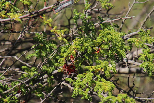 Image of Erythrophysa alata by (c) Tony Rebelo, some rights reserved (CC BY-SA)