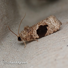 Ophiorrhabda mormopa