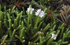 Veronica lycopodioides