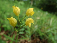 Cephalanthera falcata
