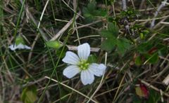 Geranium microphyllum