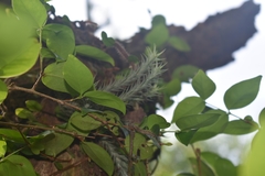 Tillandsia tricholepis