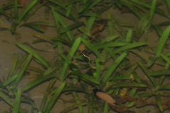 Gerris gracilicornis