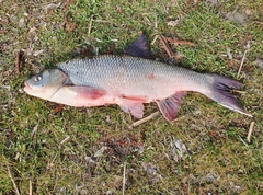 Leuciscus idus