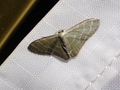 Lophophleps triangularis