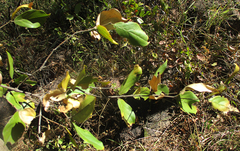 Ochna inermis