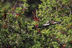 Erythrophysa alata