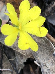 Hibbertia decumbens