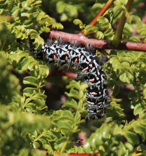 Image of Erythrophysa alata by (c) Tony Rebelo, some rights reserved (CC BY-SA)