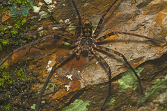 Heteropoda procera