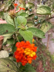Lantana