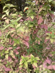 Lantana