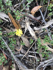 Hibbertia decumbens