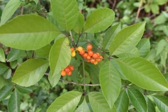 Allophylus puberulus