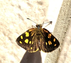 Metisella metis
