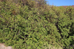 Erythrophysa alata