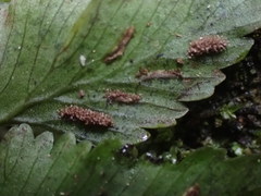 Hymenasplenium pseudobscurum
