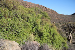 Erythrophysa alata