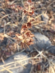 Malvastrum bicuspidatum