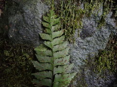 Hymenasplenium pseudobscurum