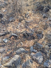 Malvastrum bicuspidatum