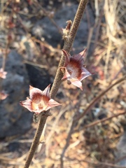 Malvastrum bicuspidatum