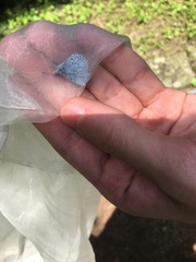 Celastrina lavendularis himilcon