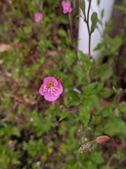 Oenothera rosea