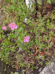 Oenothera rosea
