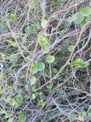 Muehlenbeckia complexa complexa