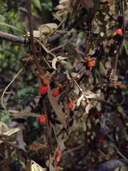 Maytenus phyllanthoides